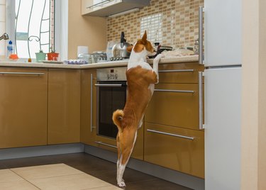 Hungry basenji dog thoroughly inspecting kitchen while being home alone