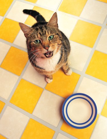 Hungry Tabby cat