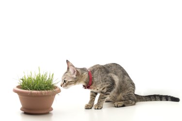An Isolated Striped Cat Sitting and Smelling to Grass in Pot