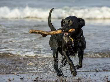 Black Labrador fetching stick from the sea