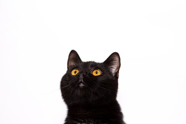 Adorable black cat isolated on white background