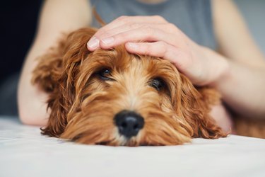 Woman stroking her pet dog