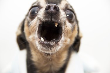 Screaming Chihuahua