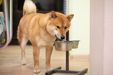 Hungry Shiba Inu dog eating