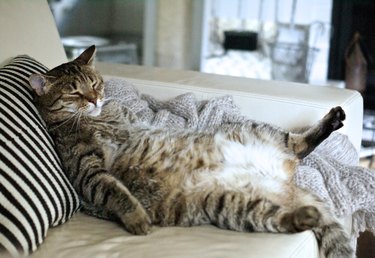 Lazy fat cat sleeping on the couch