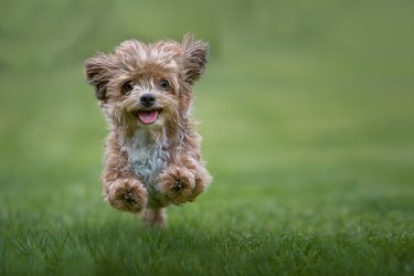small dog running fast through the grass