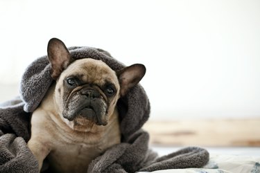French bulldog in blanket