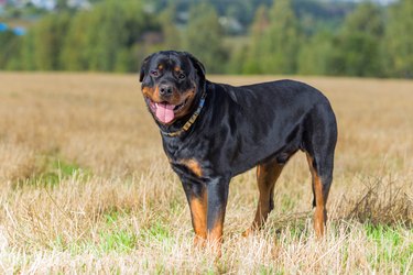 Rottweiler dog natural background grass field