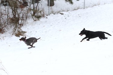 Dogs running through a snowy field