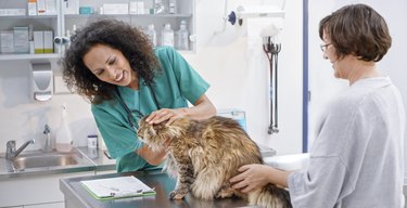 Veterinarian examining cat in veterinary clinic