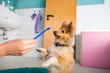 Shetland Sheepdog with a toothbrush