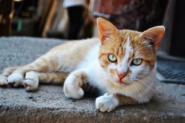 Close-Up Portrait Of Stray Cat Resting On Footpath