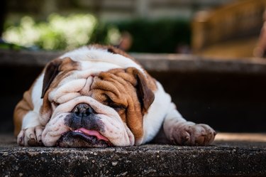 Lazy Bulldog Puppy