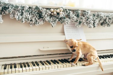 Little dog sits on the keys of white piano