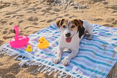 Dog lying and enjoys on blue towel on sand