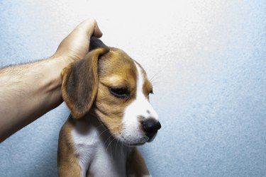 puppy raised by the scruff of the neck