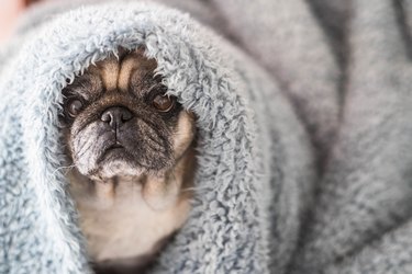 clear brown pug with intense expression looking at you