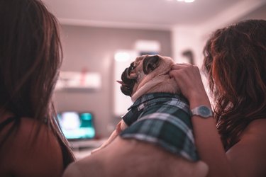 Beautiful women playing with a dog and having fun