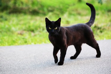 black cat on the street with grass behind them