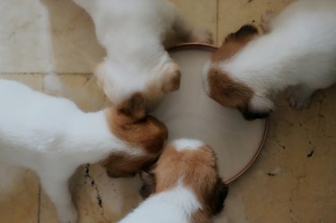 Directly Above Shot Of Puppies Drinking Milk In Container At Home