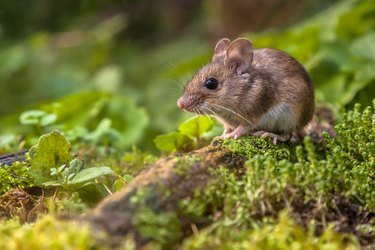 Wood mouse on forest floor