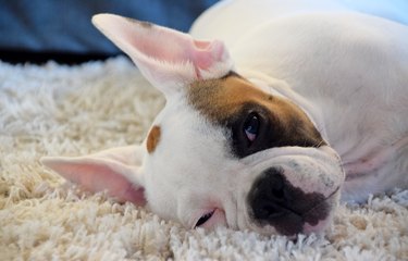 Sleepy and bored puppy lying on the floor waiting for something to happen