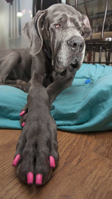 great dane with pink painted nails