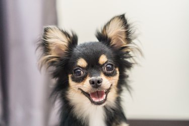 Chihuahua dog is a happy smile.