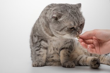 Scottish cat in color Whiskas. A cat receives a dose of medication from Veteneur on a white background, isolate