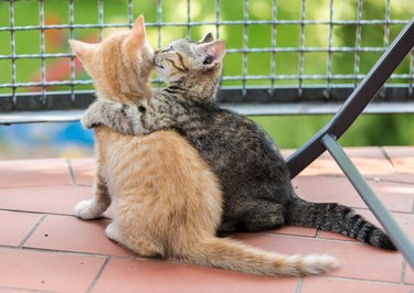 Two Kittens sitting on balcony