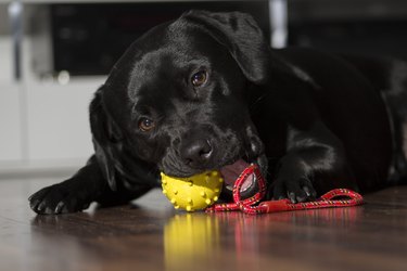 Labrador with a toy