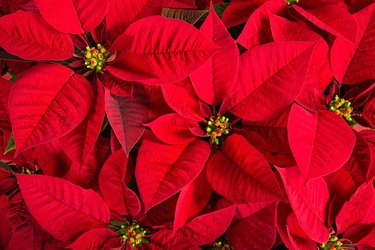 Closeup of red poinsettia flowers