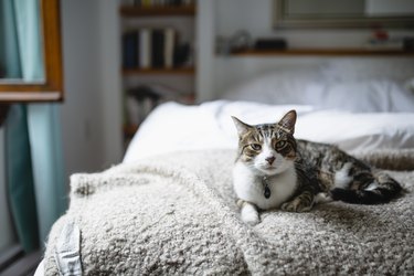 Tabby cat on a bed