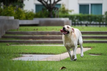 labrador retriever dog run in park