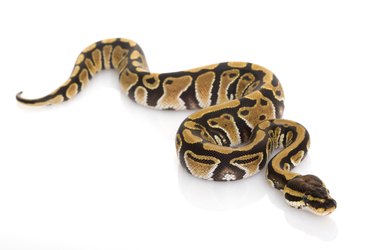 Ball Python