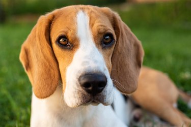 cute beagle on grass looking at camera