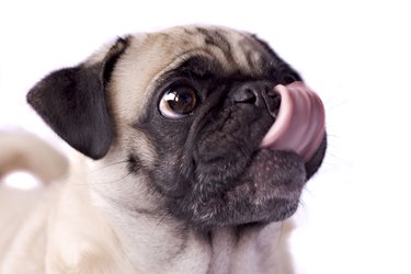 Close up of pug dog licking its lips
