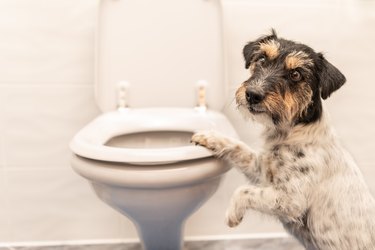 Dog on the toilet - Jack Russell Terrier