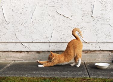 Orange adult cat stretching