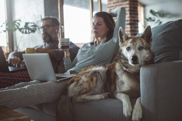 Couple using laptops on couch next to their dog.