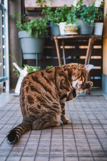 Beautiful bengal cat feeling sleepy or playful.