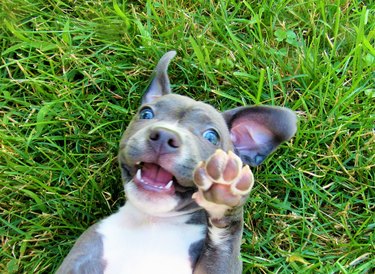 Baby deals pitbull puppies