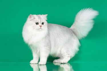 Studio portrait of White British long hair cat with green eyes