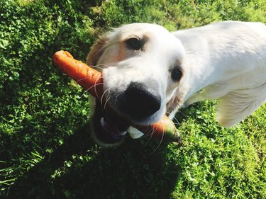 Portrait Of Dog Holding Carrot In Mouth On Field