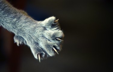closeup of cat paw with claws extended on black background
