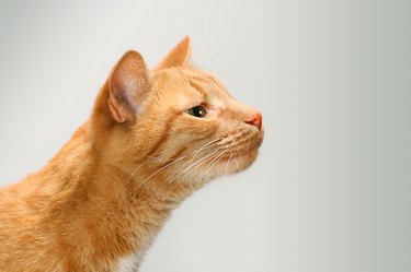 orange cat sniffing the air
