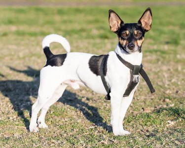 Cute Rat Terrier Dog with Upright Ears Standing on Grass