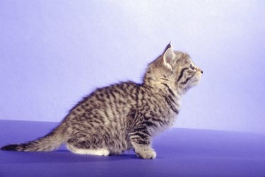 Kitten about to pounce, side view