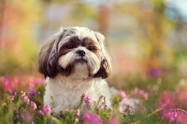 Shih tzu dog lying in a field of flowers