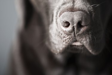 Chocolate Labrador's Nose